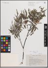 Foto von Salix eleagnos subsp. eleagnos Scop.